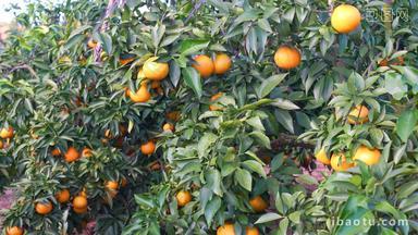 水果冻橙子汁丰收脐柑橘园农业